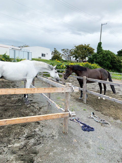 馬と馬がにらめっこ
