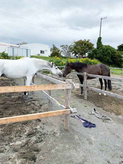 馬と馬がキス