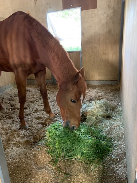 青草を食べる馬