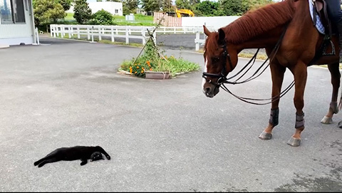 馬と猫