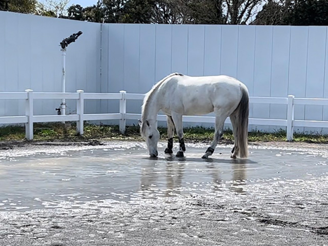 水遊びする馬