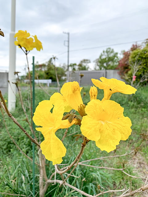 イッペーの花が咲きました。