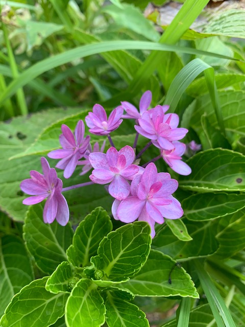 萩の花